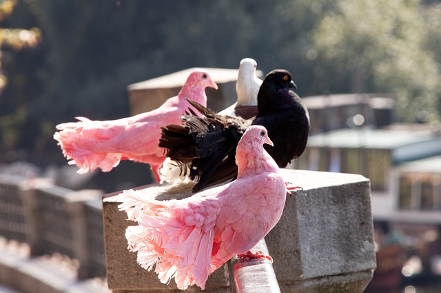 成强硬得分 成强硬得分